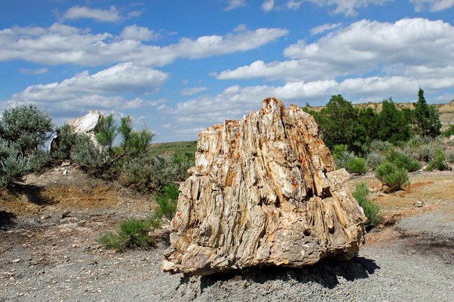 Large slab of petrified wood with trees and blue sky in the background.
