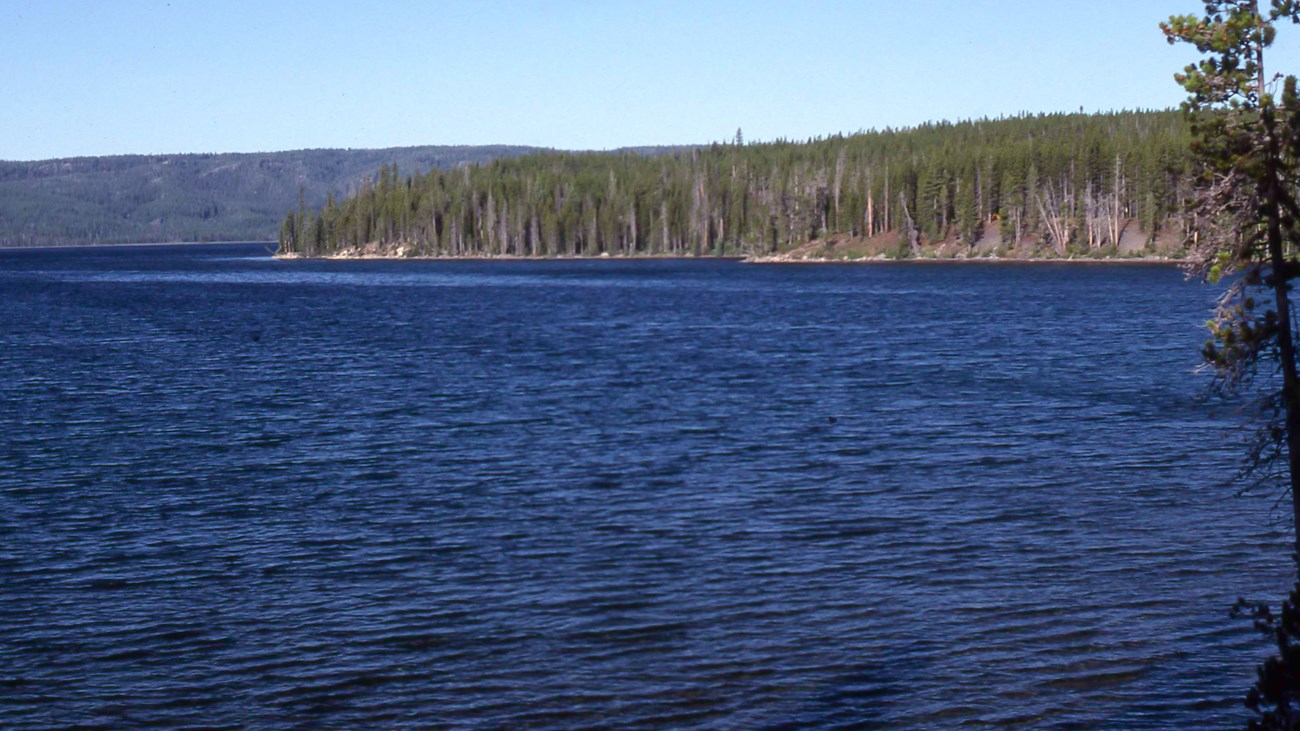 Shoshone Lake Blue water stretches out, with tall conifer trees surrounding the lakeshore.