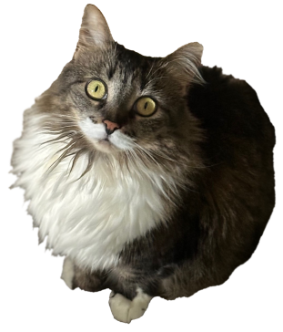 Cat looking up