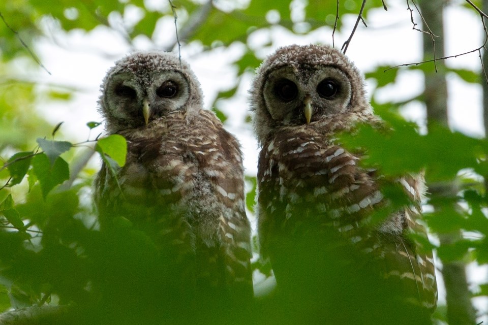two young owls perched on a branch