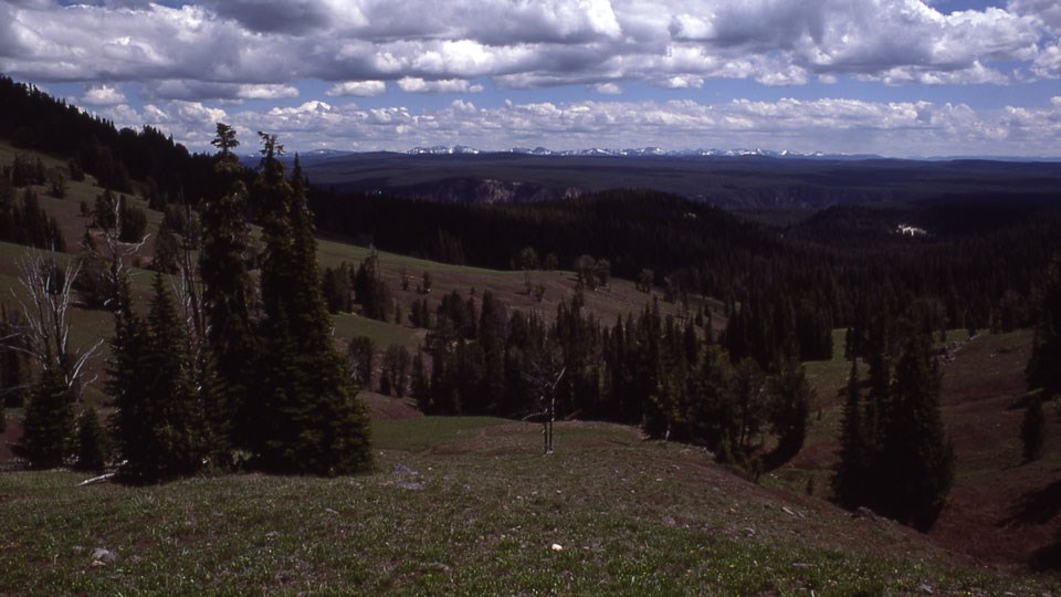 Forested mountainside with mountains and canyon in the distance.