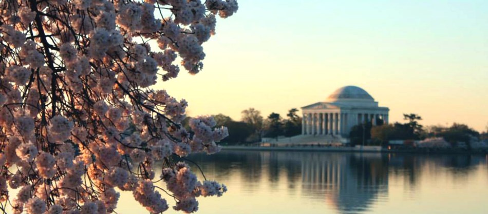 View of the Jefferson Memorial from the Tidal Basin. View of the Jefferson Memorial from the Tidal Basin.
