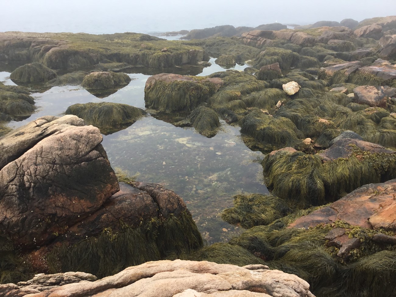 Coastline with large boulders covered in long seaweed and a large clear irregularly-shaped tidepool