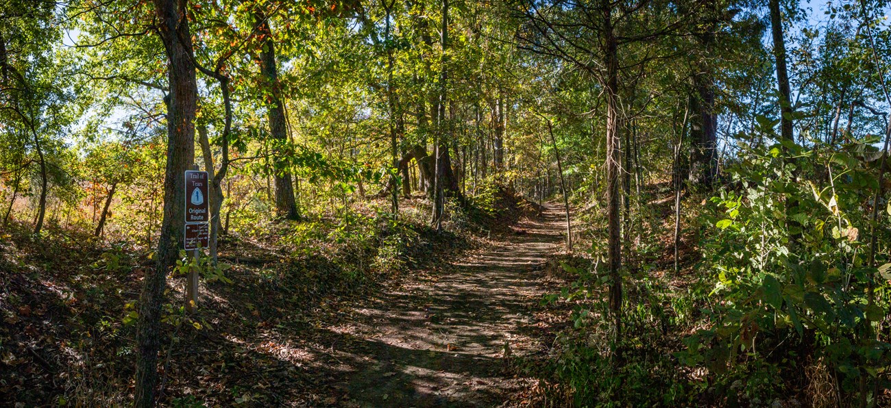 A trail leads into a dense wood.