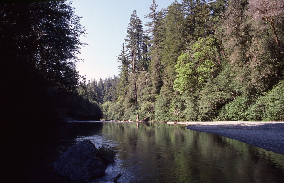 Redwood trees line the right bank of Redwood Creek Redwood trees line the right bank of Redwood Creek