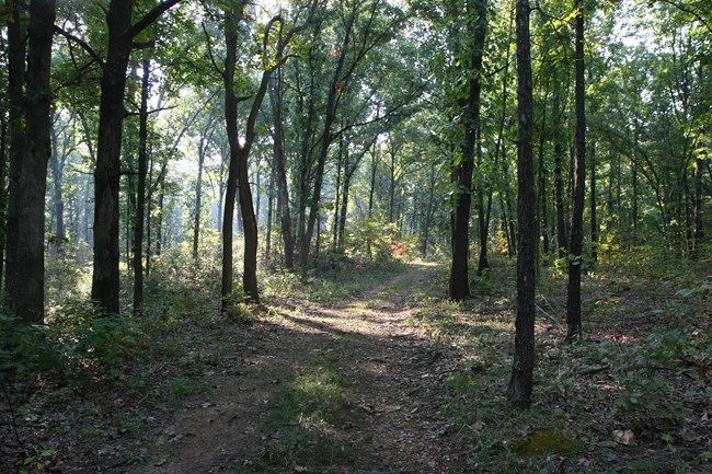 Photo of old dirt road winding through the woods