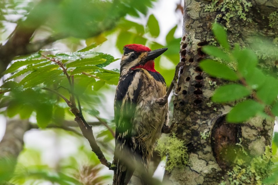 a black and white bird with a red head and throat feeding in a tree