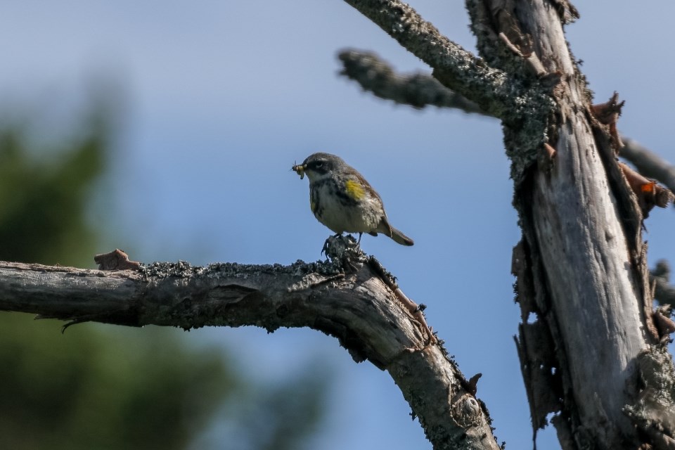 small black, white, and yellow bird with caterpillar in its beak