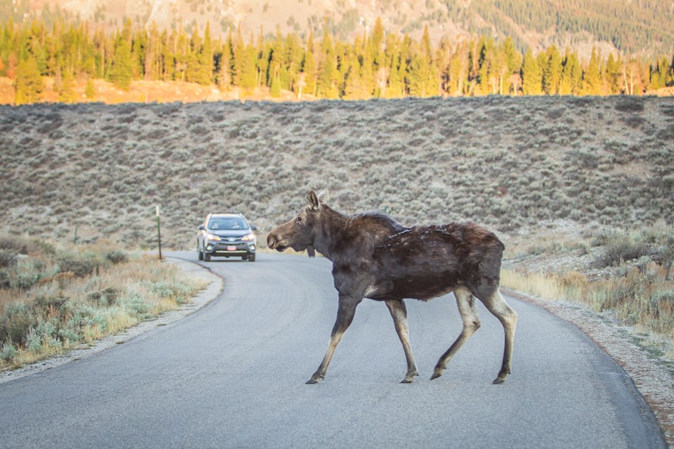 A moose walks across a road in front of a car. A moose walks across a road in front of a car.