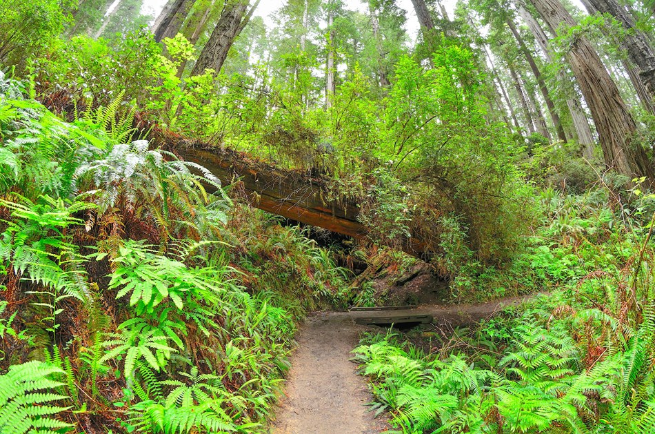 James Irvine Trail to Fern Canyon Loop (U.S. National Park Service)