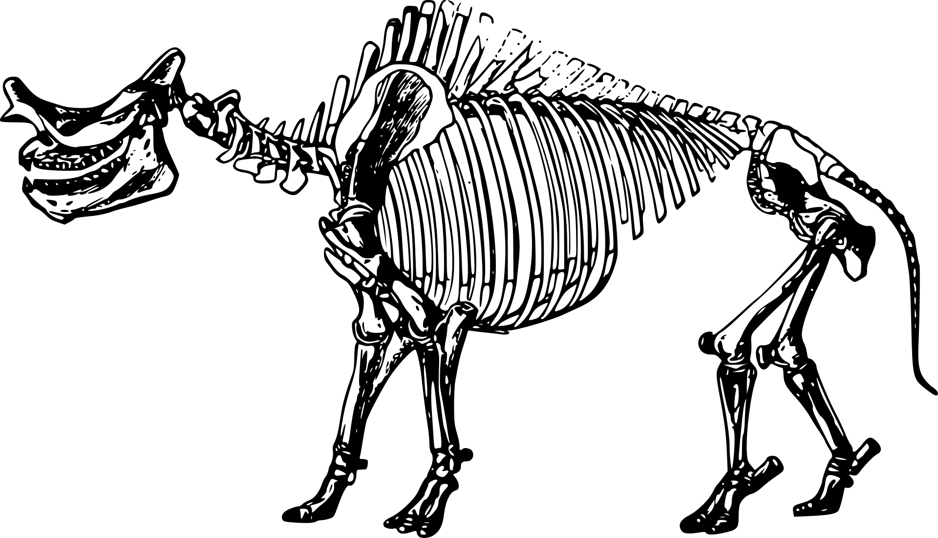 brontothere Drawing of a Brontothere skeleton, a large elephant-like or rhinoceros-like creature