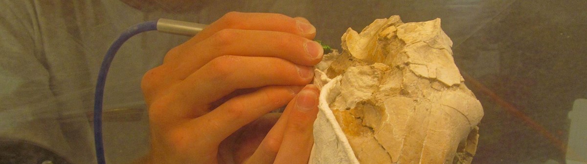 a close up of a hand using a small pick to remove rock from a fossil skull.