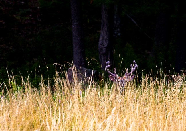 Whitetail Deer Deer standing in a meadow with its antlers sticking out over tall grass