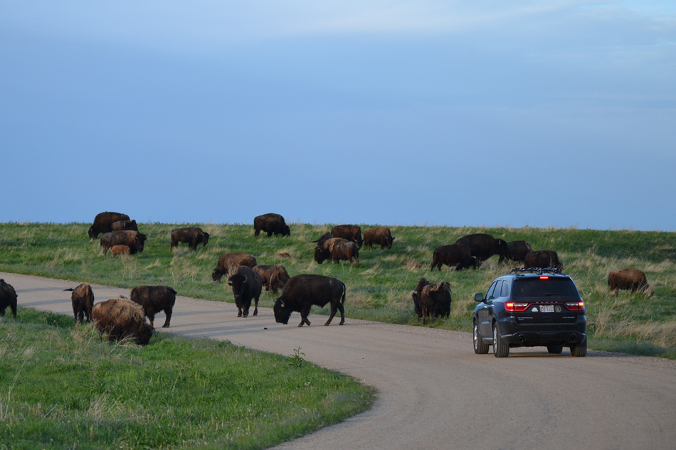 a large herd of around 20 buffalo surround a black car driving through a grassy field. a large herd of around 20 buffalo surround a black car driving through a grassy field.