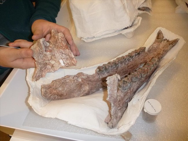 a large, V-shaped jaw in a plaster jacket sitting on a table, a hand to the left holds a broken portion of the jaw