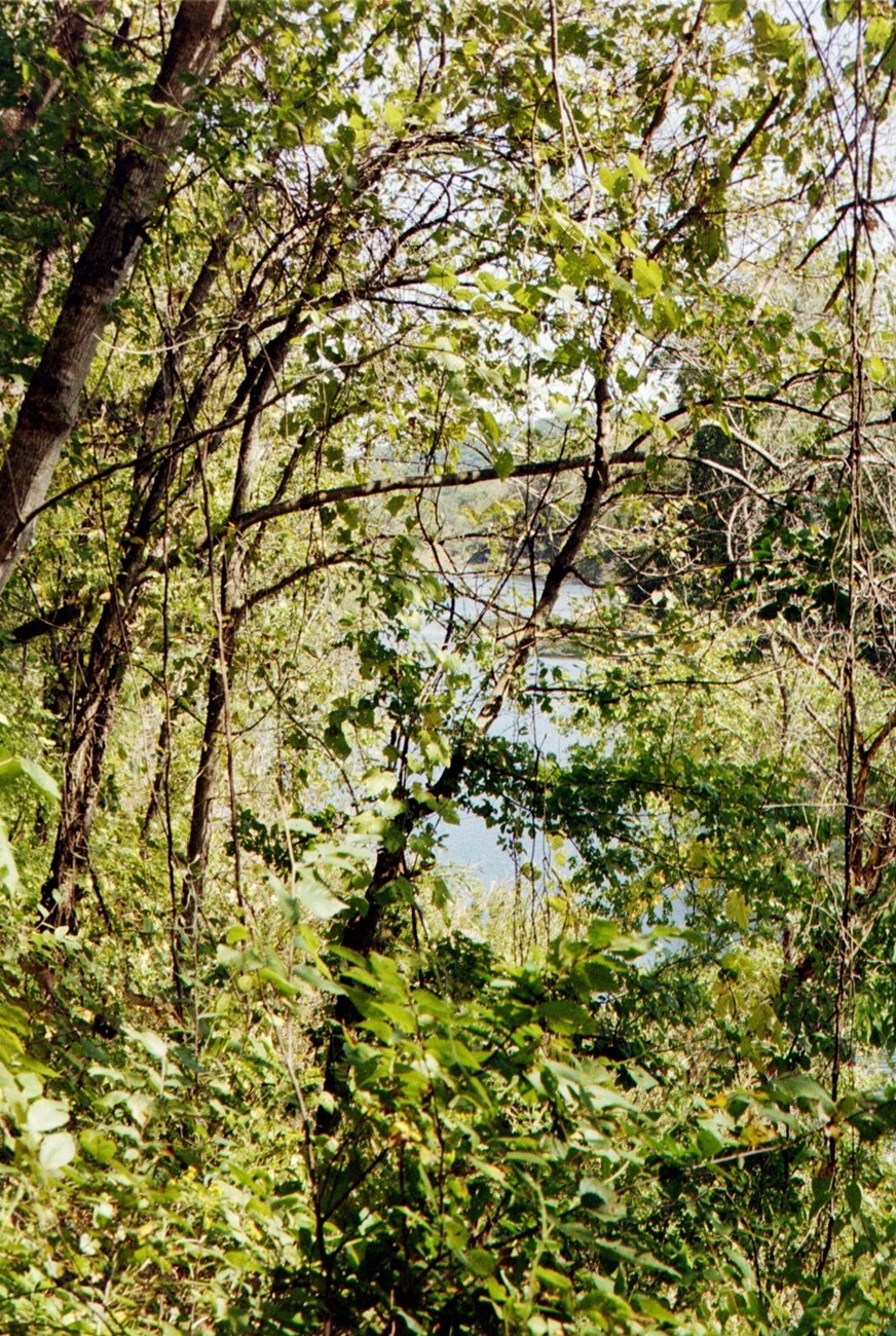 view of river through trees