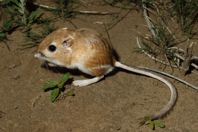 A small gerbil-like mammal with a long tail sitting upright on sand at night