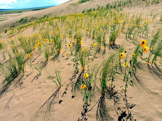 Dozens of yellow sunflowers on the side of a dune