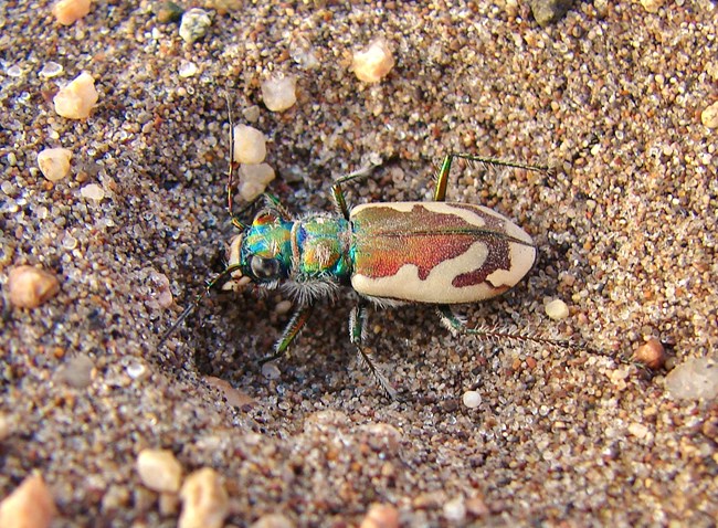 Great Sand Dunes Tiger Beetle Digging