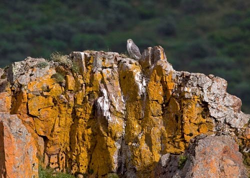 gyrfalcon a gyrfalcon perched on rocks