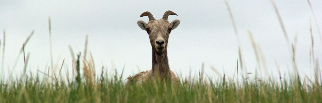 a bighorn sheep's head appears above a swath of tall green grasses.