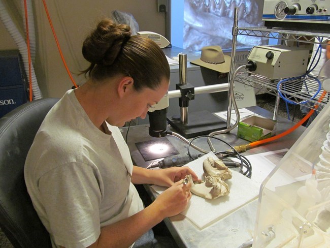 a paleontologist uses delicate tools to work on a fossil skull under a spotlight.