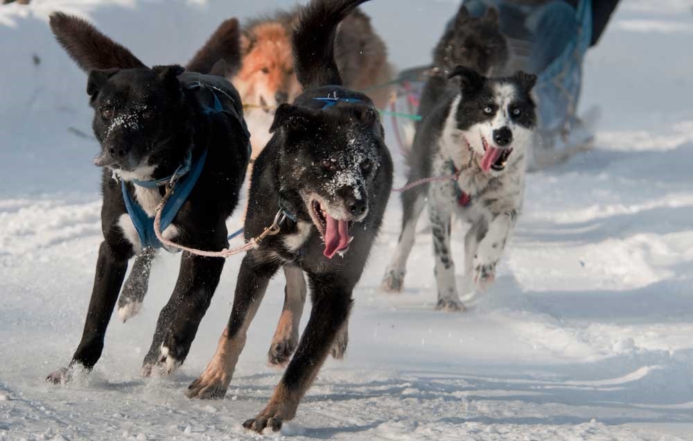a team of dogs pulling a sled a team of dogs pulling a sled