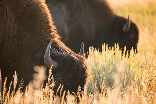 Bison graze