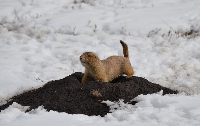 a prairie dog on a burrow in the winter