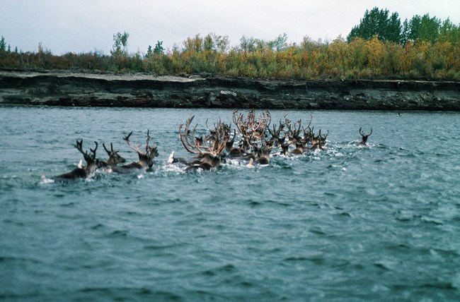 A herd of caribou swimming across the Kobuk River.