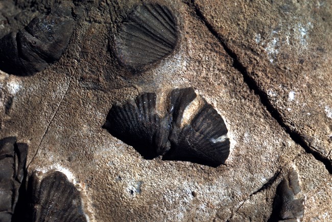 a fan shaped shell fossil in stone surrounded by others like it