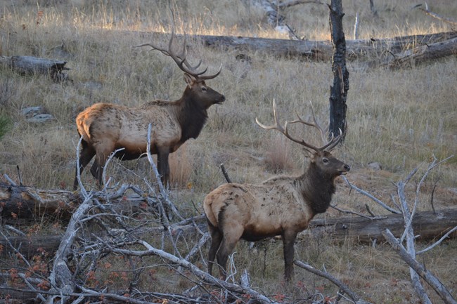 two male elk with large antlers standing among logs and dry drass