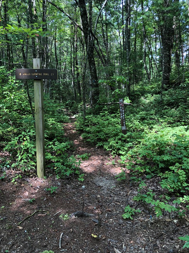 A brown trail sign next to a trail through a dense wood.