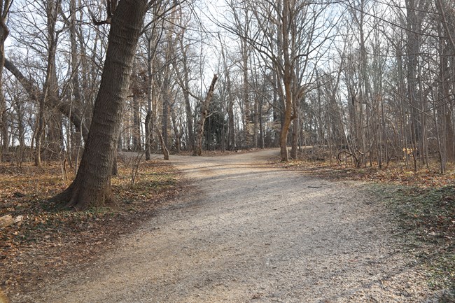A wide gravel path with some small stones forks at an intersection surrounded by trees.