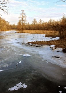 Bare cypress tree in an icy marsh