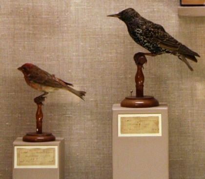 Purple Finch and European Starling