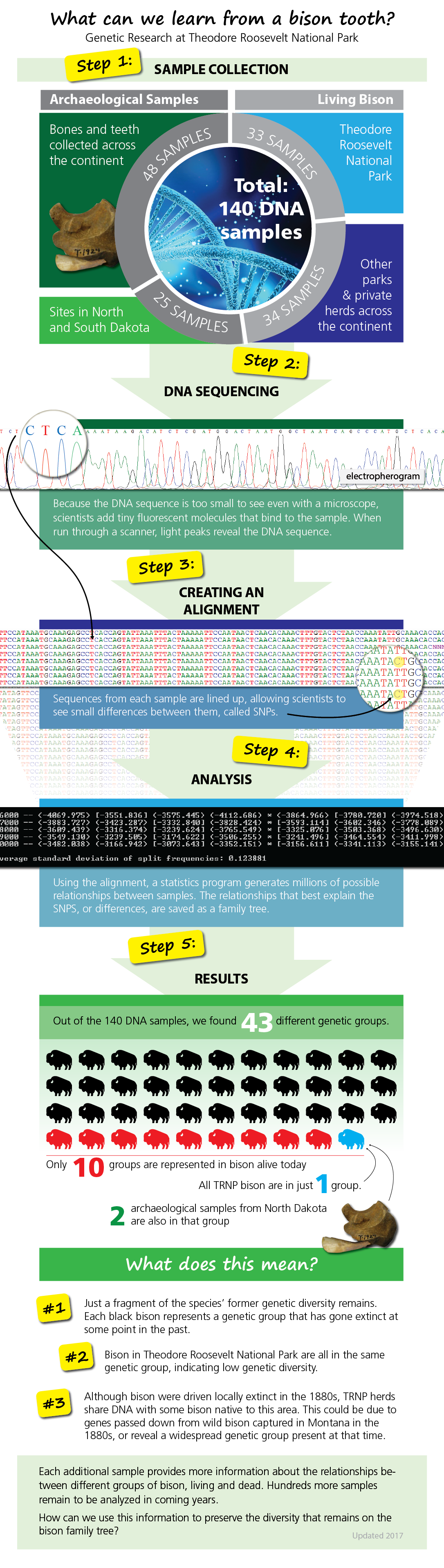 an infographic explaining the process for analyzing and comparing bison DNA and illustrating preliminary study results