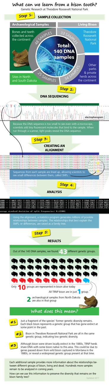 bison genetics infographic full size an infographic explaining the process for analyzing and comparing bison DNA and illustrating preliminary study results
