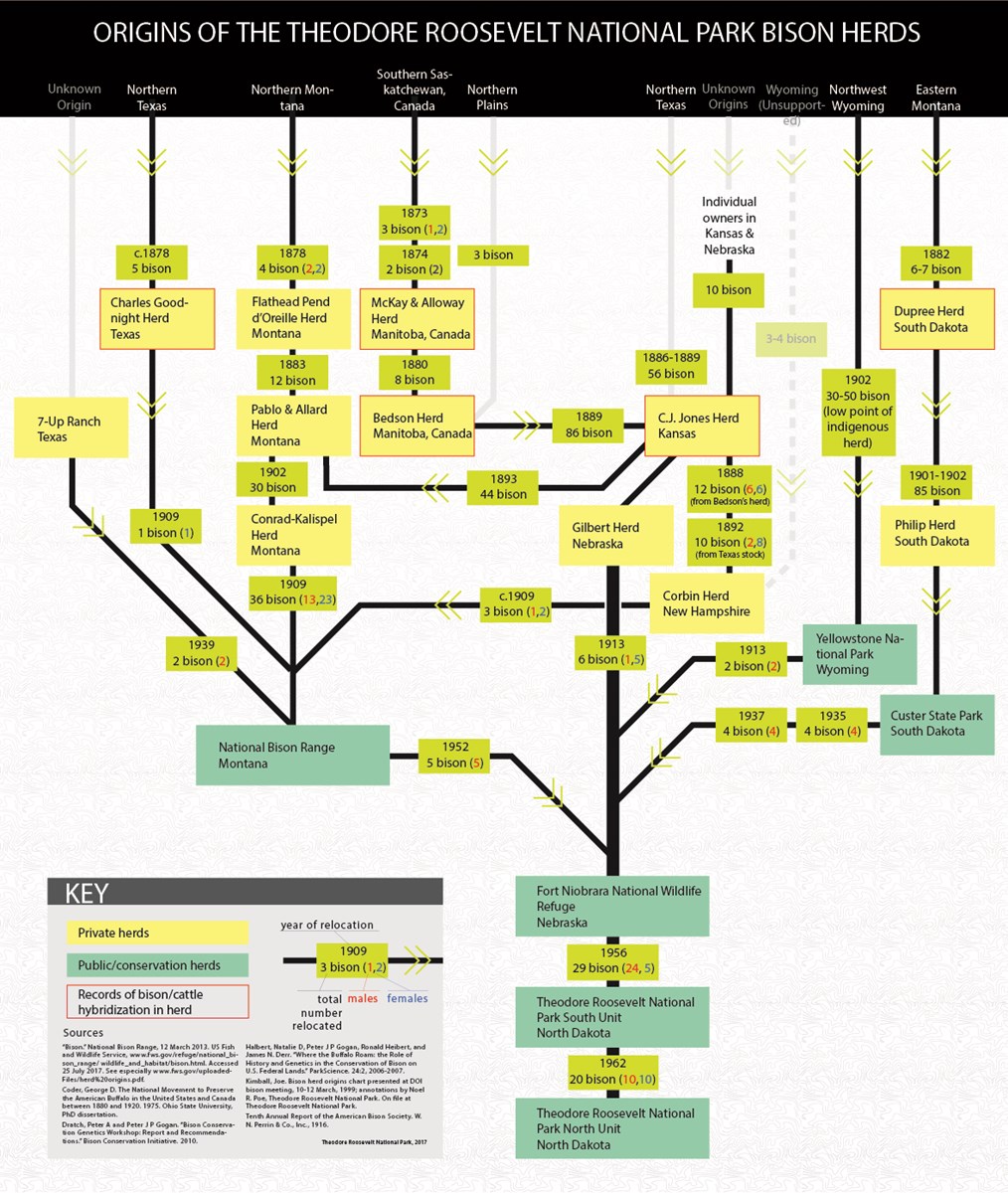 A chart shows the lineage of TRNP bison A chart shows the lineage of TRNP bison