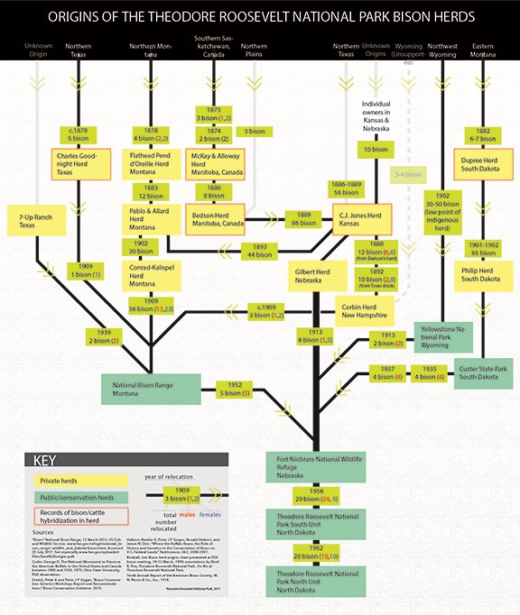Click to view full size. A chart showing the lineage of Theodore Roosevelt National Park bison