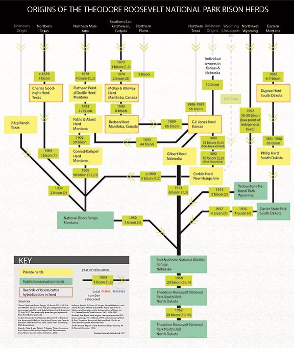 A chart showing the lineage of Theodore Roosevelt National Park bison