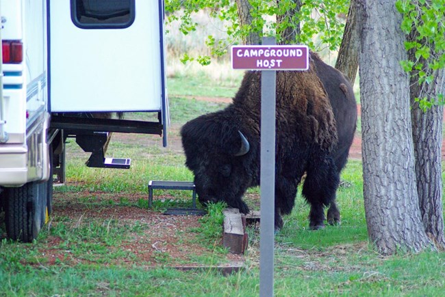 A bison stands next to an RV and behind a sign reading, "camp host."