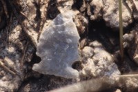 Projectile Point