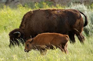 Bison with calf