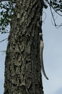 Bullsnake in a tree