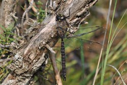 Dragonfly perched on a branch