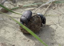 Two dung beetles rolling a ball of dung