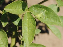 A green grasshopper hiding on a leaf