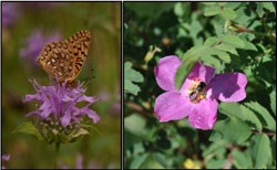 Two pictures of a bee and a butterfly visiting flowers