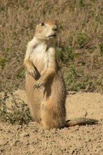 Prairie dog standing, looking for predators